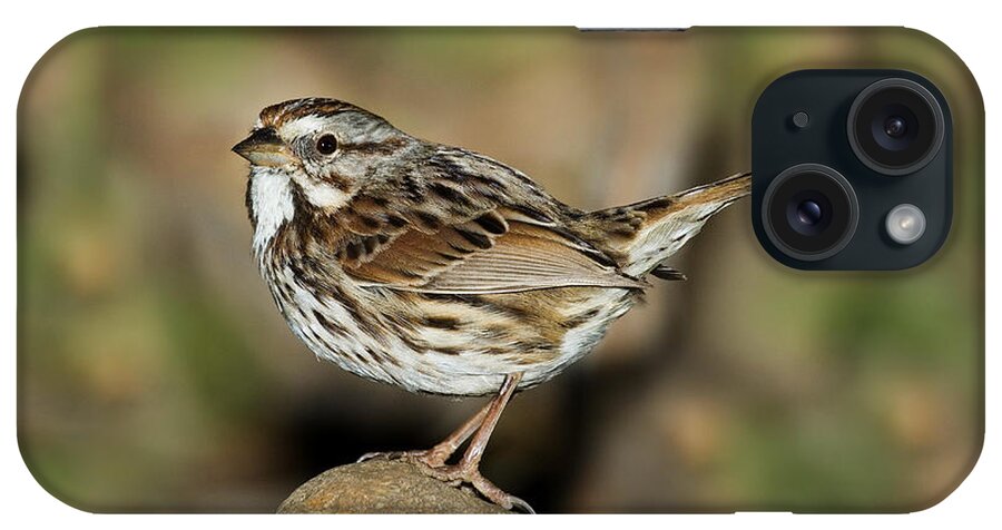 Song Sparrow iPhone Case featuring the photograph Song Sparrow by Anthony Mercieca