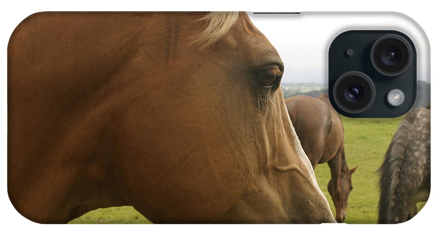 Horse iPhone Case featuring the photograph Sorrel Horse Profile by Belinda Greb