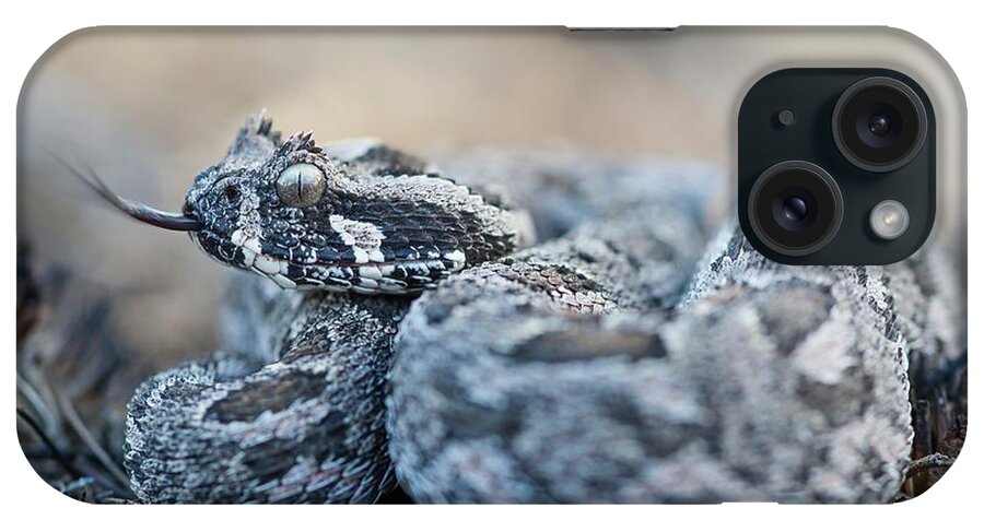 Adder iPhone Case featuring the photograph Southern Adder by Peter Chadwick