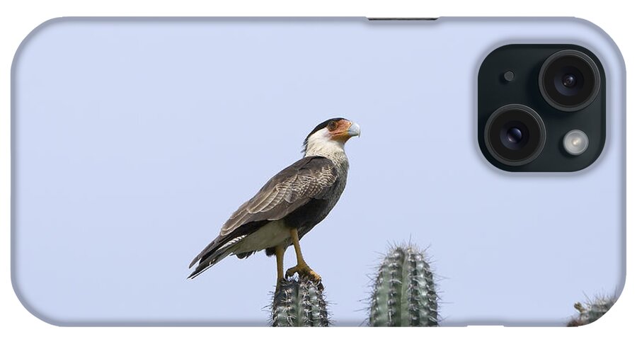 Bird Print iPhone Case featuring the photograph Southern Crested-Caracara Polyborus plancus by David Millenheft