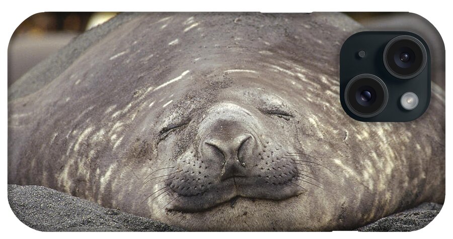 Feb0514 iPhone Case featuring the photograph Southern Elephant Seal Bull Sleeping by Tui De Roy