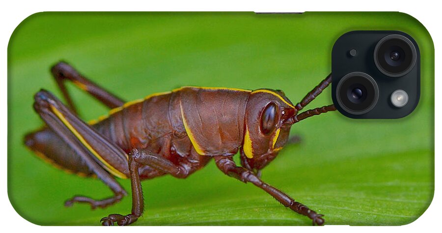 Grasshopper iPhone Case featuring the photograph Southern Lubber Grasshopper Nymph by Kathy Baccari