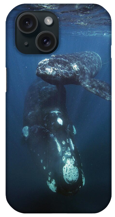 Feb0514 iPhone Case featuring the photograph Southern Right Whale And Calf Valdes by Hiroya Minakuchi