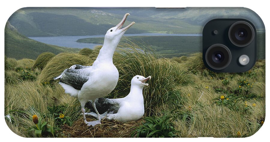 Feb0514 iPhone Case featuring the photograph Southern Royal Albatrosses At Nest by Konrad Wothe