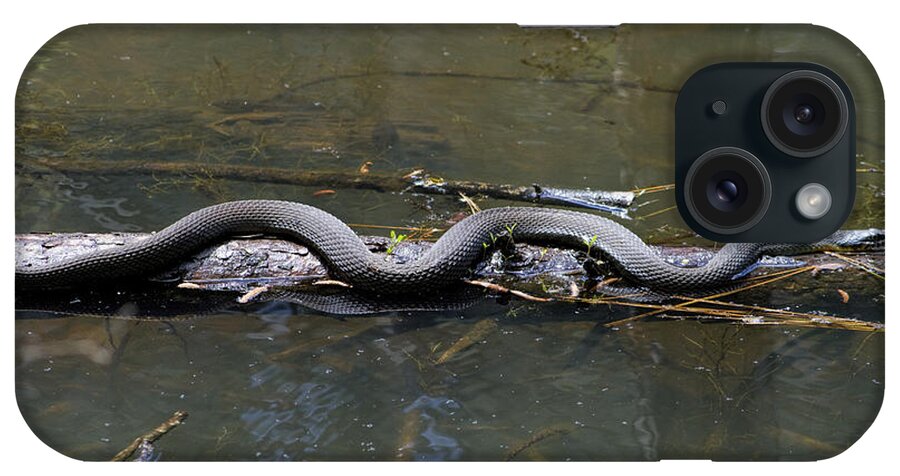 Nerodia Fasciata iPhone Case featuring the photograph Southern Water Snake - Nerodia fasciata by Kathy Clark