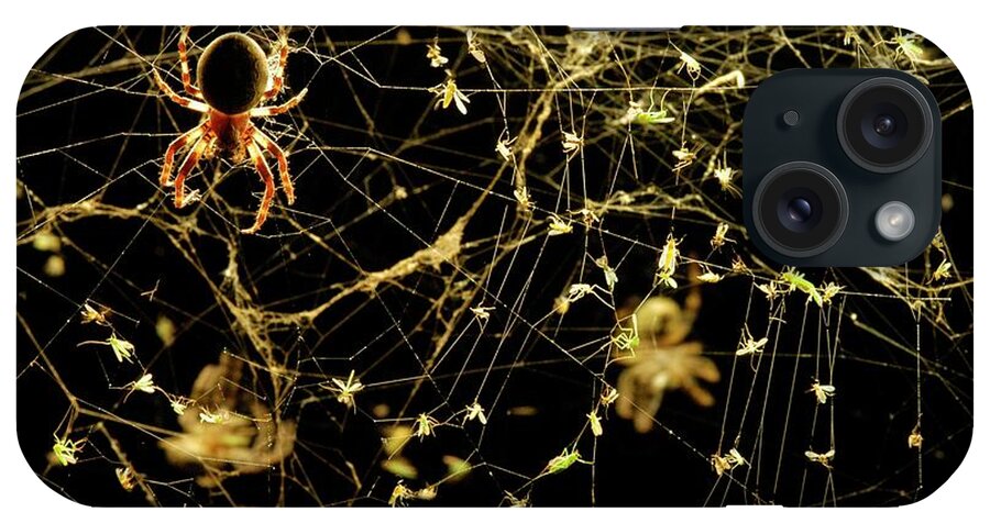 Animal iPhone Case featuring the photograph Spider On A Web Covered In Flies by Thierry Berrod, Mona Lisa Production/ Science Photo Library