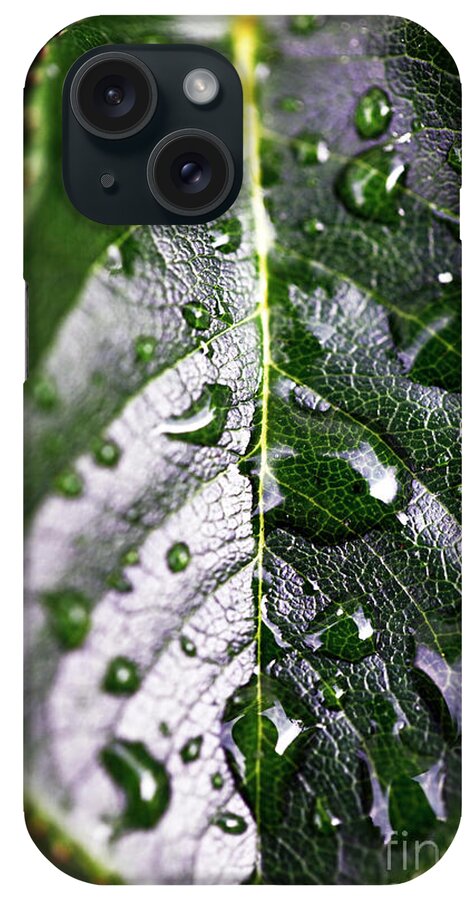 Split Leaf iPhone Case featuring the photograph Split Leaf by John Rizzuto