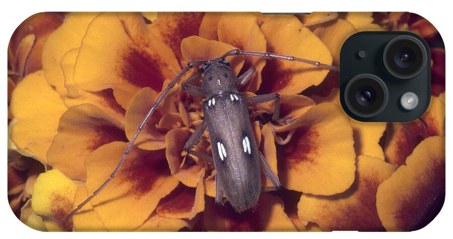 Animal iPhone Case featuring the photograph Spotted Apple Tree Borer by Harry Rogers