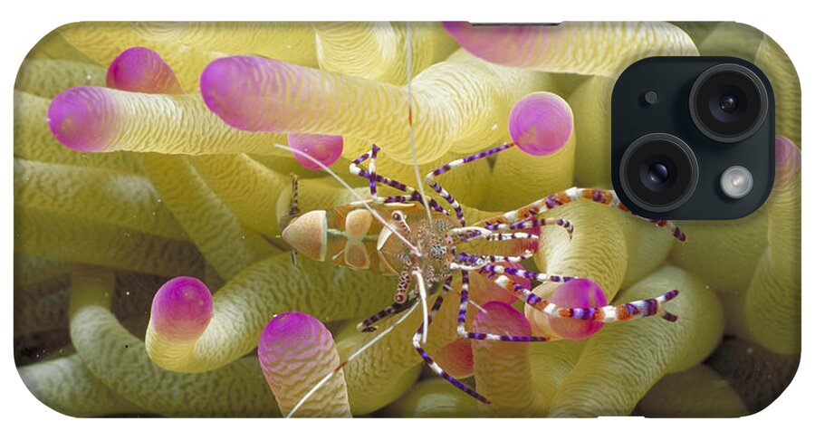 Anemone iPhone Case featuring the photograph Spotted Cleaner Shrimp On Pink-tipped by Mary Beth Angelo