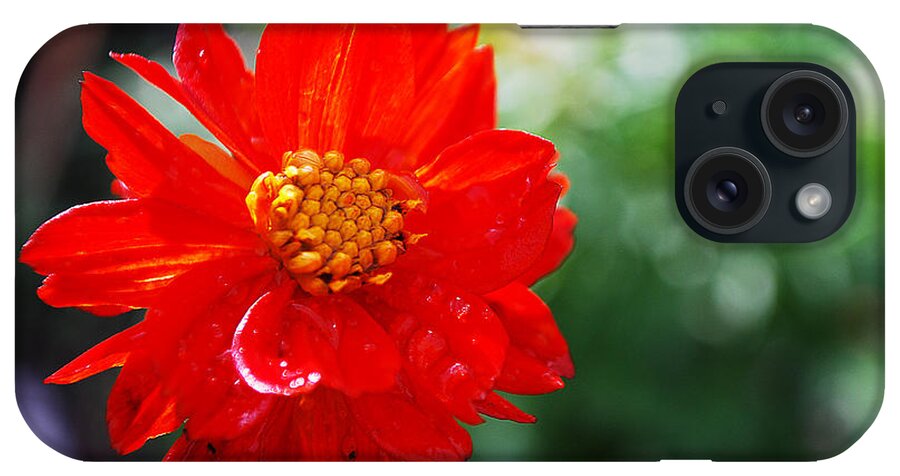 Spring iPhone Case featuring the photograph Spring Is In The Air by Becky Furgason