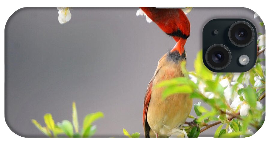 Nature iPhone Case featuring the photograph Cardinal Spring Love by Nava Thompson