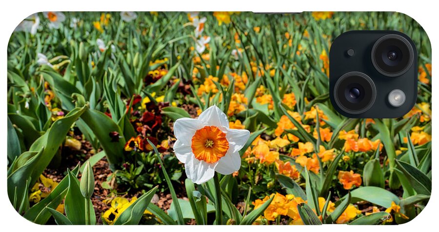 Daffodils iPhone Case featuring the photograph Spring Smiles by Jeanne May