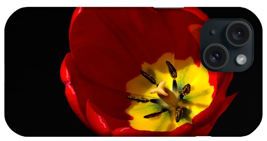 Spring Tulip In Full Bloom iPhone Case featuring the photograph Spring Tulip 1 by Kenneth Cole