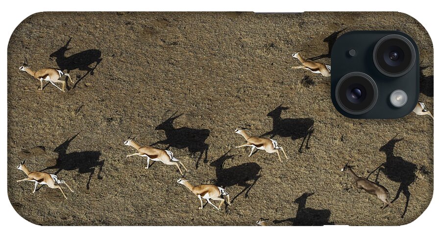 534515 iPhone Case featuring the photograph Springbok Herd Great Karoo South Africa by Pete Oxford