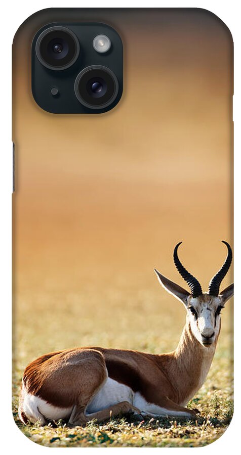 Springbok iPhone Case featuring the photograph Springbok resting on green desert grass by Johan Swanepoel