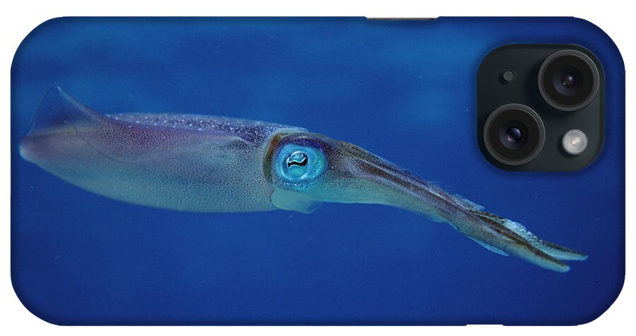 Feb0514 iPhone Case featuring the photograph Squid Portrait Bonaire by Flip Nicklin