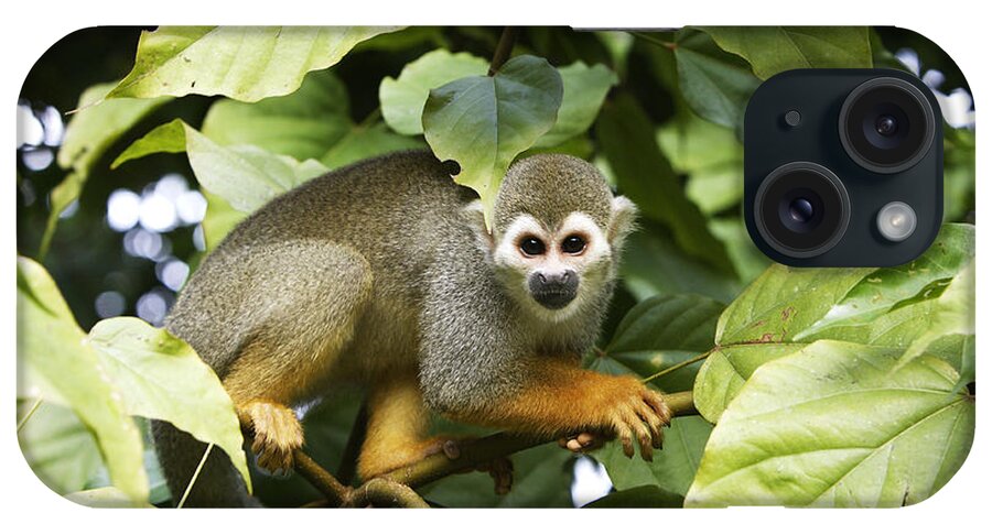 Common Squirrel Monkey iPhone Case featuring the photograph Squirrel Monkey by M. Watson
