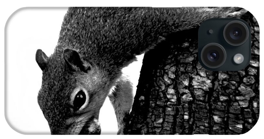 Squirrel iPhone Case featuring the photograph Squirrel on A Mission by Lesa Fine
