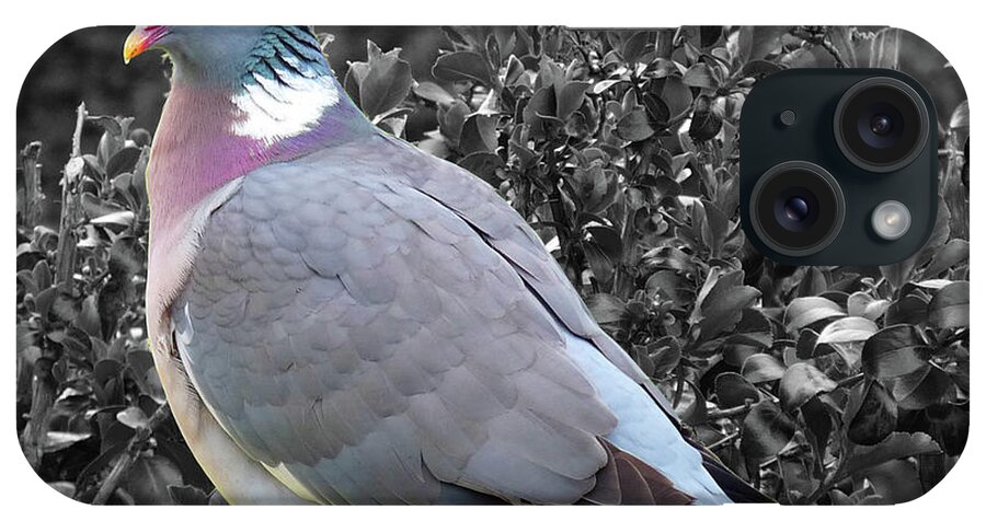 St Andrews iPhone Case featuring the photograph St. Andrews Pigeon by Deborah Smolinske