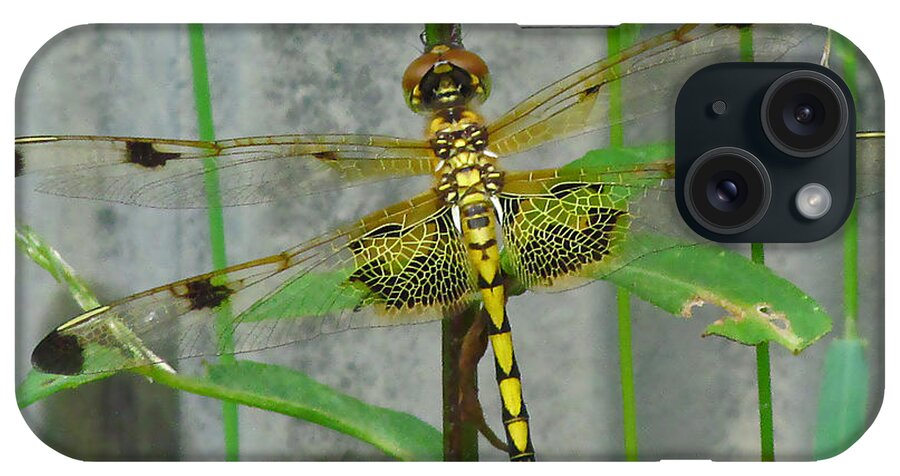 Dragonfly iPhone Case featuring the photograph Stained Glass on the Wing by Deborah Johnson