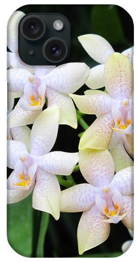 Orchid iPhone Case featuring the photograph Star shaped orchids by Sue Morris