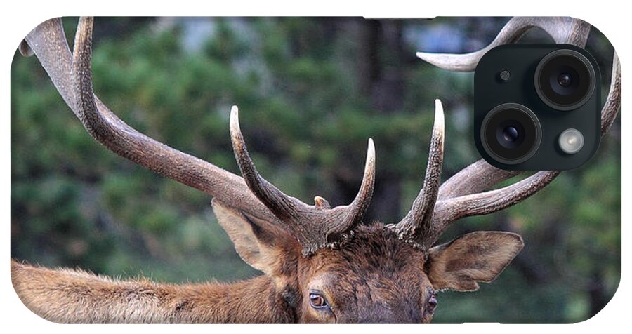 Elk iPhone Case featuring the photograph Stare Down #2 by Shane Bechler