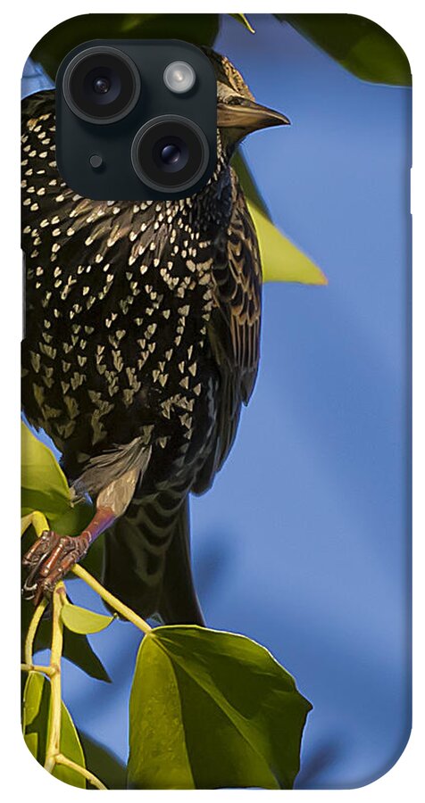 Bird iPhone Case featuring the photograph Starling by Glenn Woodell