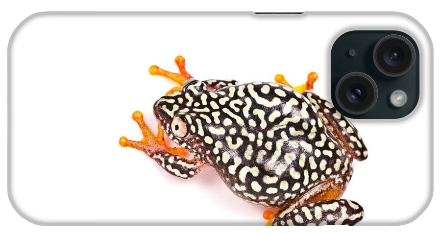 White-spotted Reed Frog iPhone Case featuring the photograph Starry Night Reed Frog by David Kenny