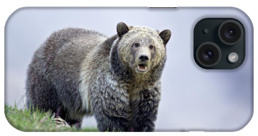 Bear iPhone Case featuring the photograph Steamboat Grizzly by D Robert Franz