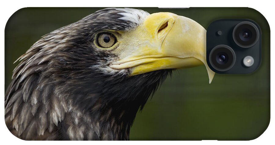534546 iPhone Case featuring the photograph Stellers Sea Eagle Profile by Zssd