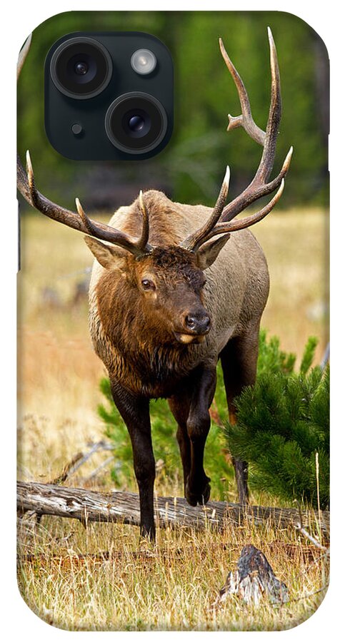 Elk iPhone Case featuring the photograph Stepping Through by Shari Sommerfeld