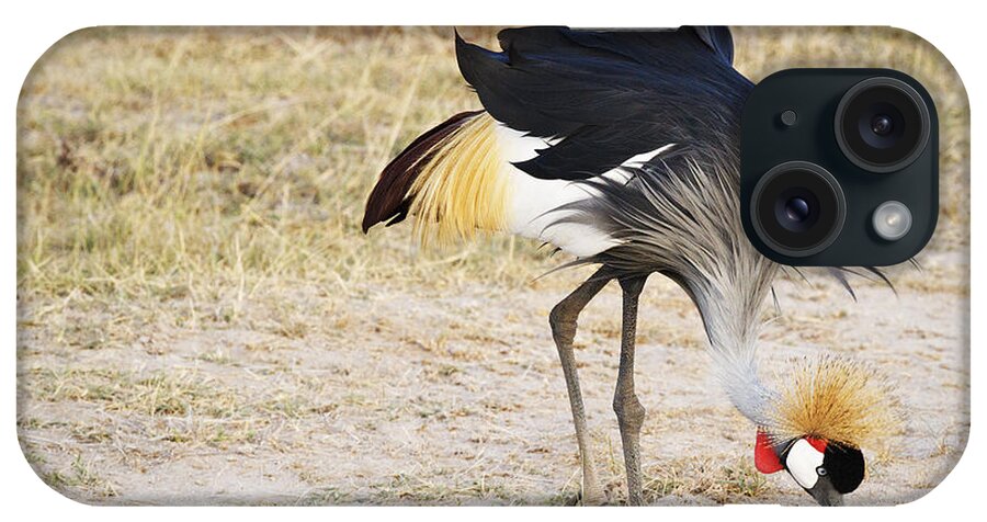 Crowned Crane iPhone Case featuring the photograph Steppin'Out by PiperAnne Worcester