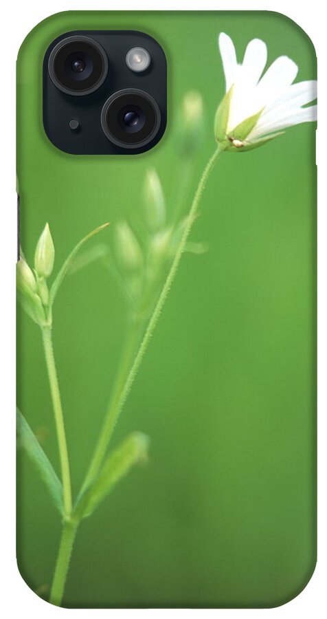 Botanical iPhone Case featuring the photograph Stitchwort Flower by Simon Fraser/science Photo Library