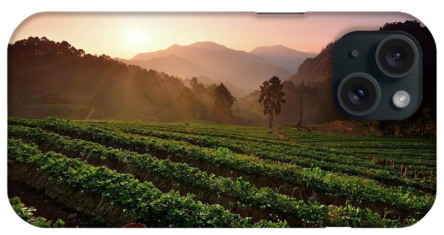 In A Row iPhone Case featuring the photograph Strawberry Field by Pailoolom