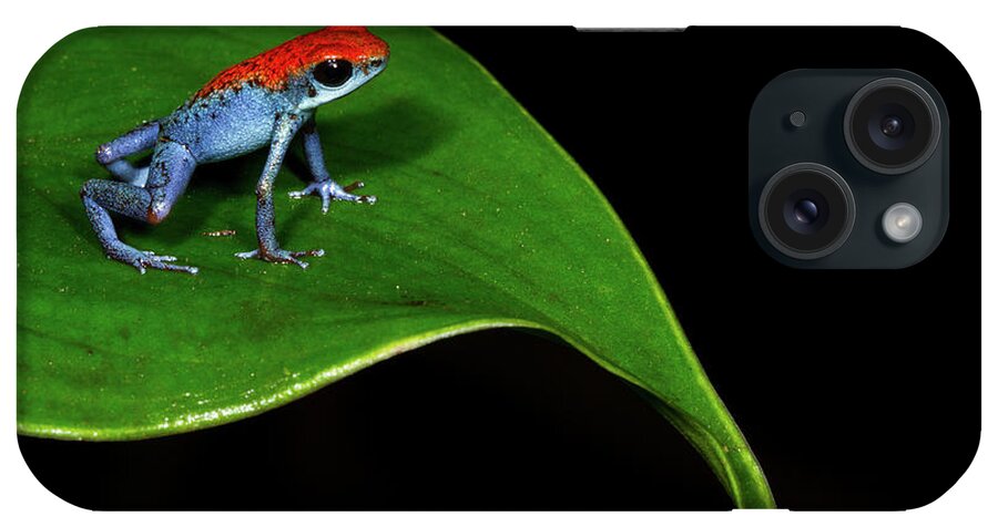 Animal Themes iPhone Case featuring the photograph Strawberry Poison Frog by J.p. Lawrence Photography