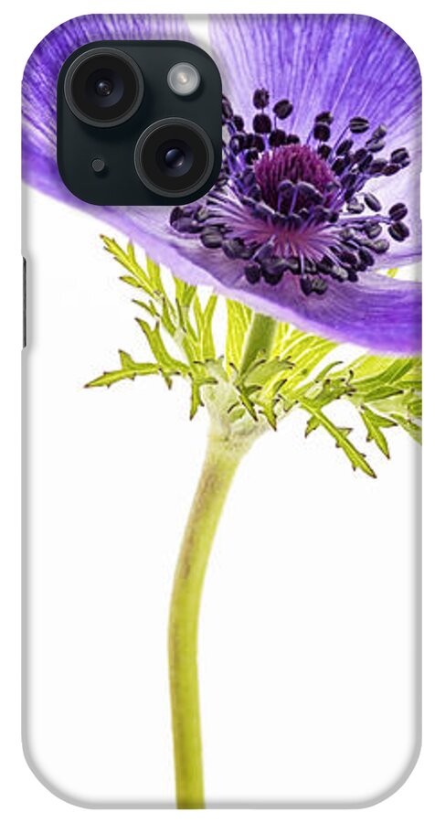 Anemone iPhone Case featuring the photograph Stretch by Caitlyn Grasso