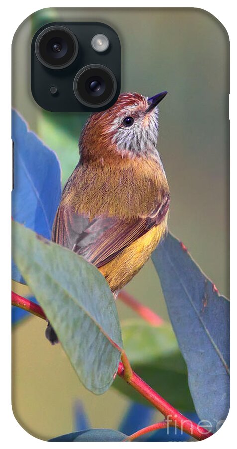 Striated Thornbill Australian Bird Wildlife iPhone Case featuring the photograph Striated Thornbill by Bill Robinson