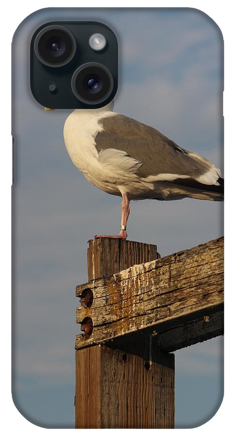 Animal iPhone Case featuring the photograph Strike A Pose by Deana Glenz
