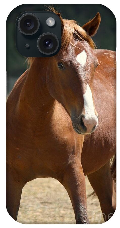 Horse iPhone Case featuring the photograph Strike a Pose by Veronica Batterson