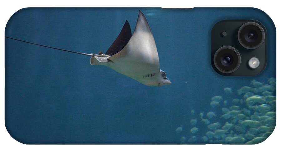 Ray iPhone Case featuring the photograph Stringray Heading Towards Fish by DejaVu Designs