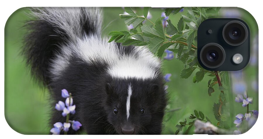 00176522 iPhone Case featuring the photograph Striped Skunk Kit by Tim Fitzharris