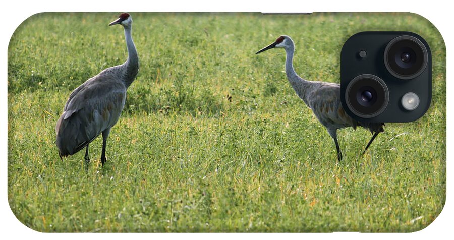 Sandhill Crane iPhone Case featuring the photograph Strolling Cranes by Debbie Hart
