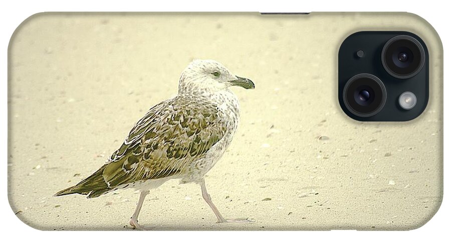 Seagull iPhone Case featuring the photograph Strutting Young Seagull by Suzanne Powers