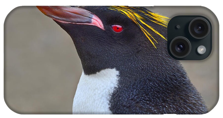 Macaroni Penguin iPhone Case featuring the photograph Stuck A Feather In His Hat by Tony Beck