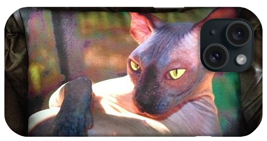 Beautiful iPhone Case featuring the photograph Stunning Cheetie Cat Pillow #sphynx by Avril O
