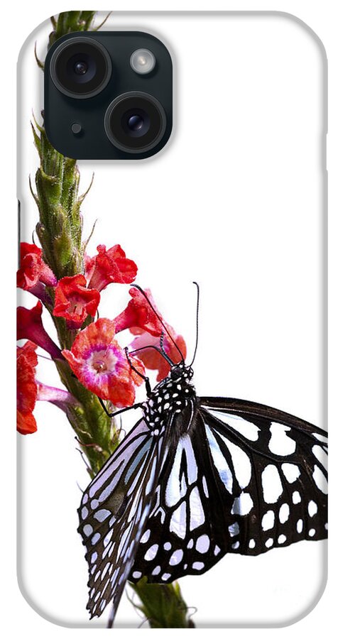 Butterfly iPhone Case featuring the photograph Delicate Beauty by Patty Colabuono