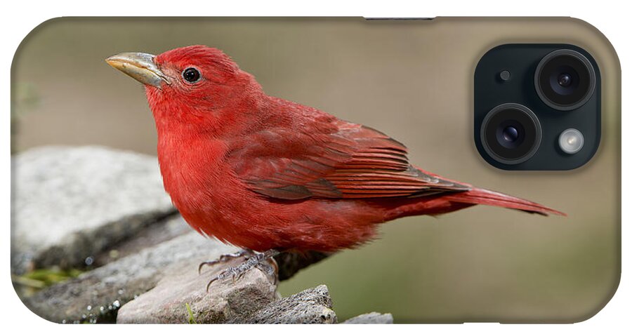 Summer Tanager iPhone Case featuring the photograph Summer Tanager by Anthony Mercieca