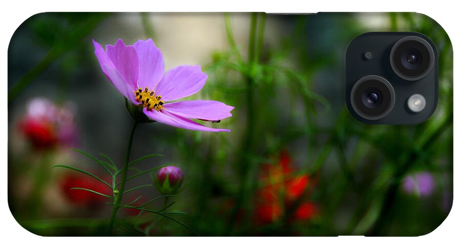 Cosmos Flower iPhone Case featuring the photograph Summers Touch by Michael Eingle