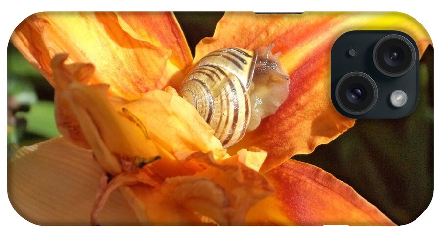 Snail iPhone Case featuring the photograph Sun Bathing by Krystyna Spink