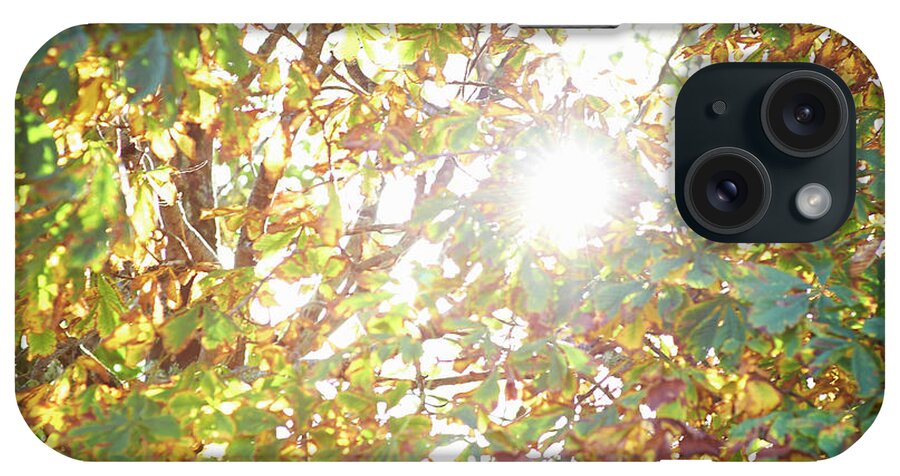 Directly Below iPhone Case featuring the photograph Sun Burst Through Autumn Leaves by Dougal Waters